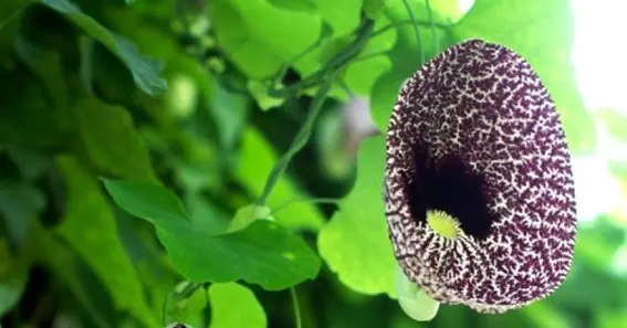 How Pollination Works In Duck Flower