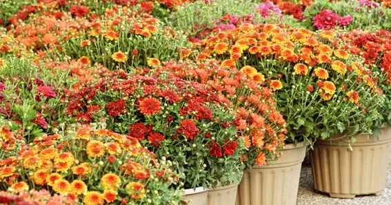 Tips For Watering Mums
