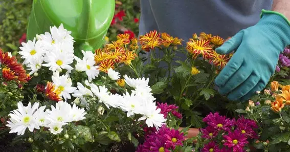 how often to water mums