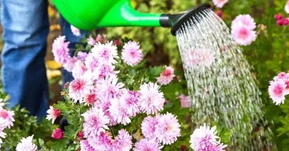 Do You Know How Often To Water Mums