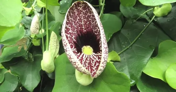 How Pollination Works In Duck Flower