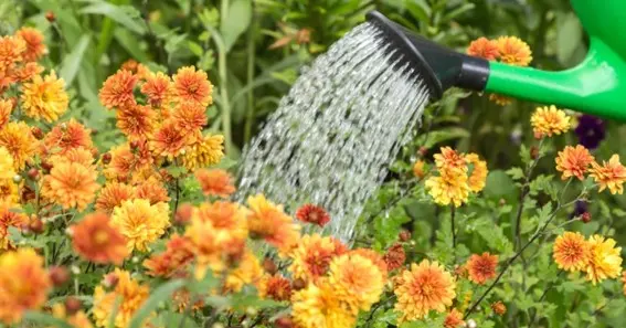 Tips For Watering Mums